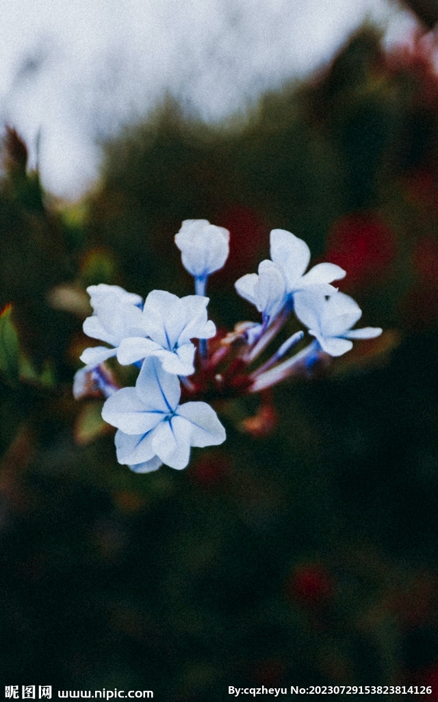 小藍雪花