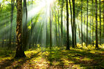 阳光照射森林