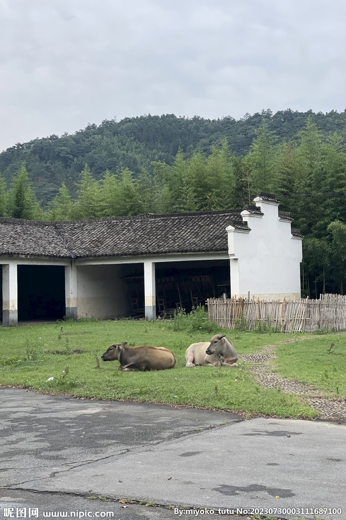 兩頭水牛