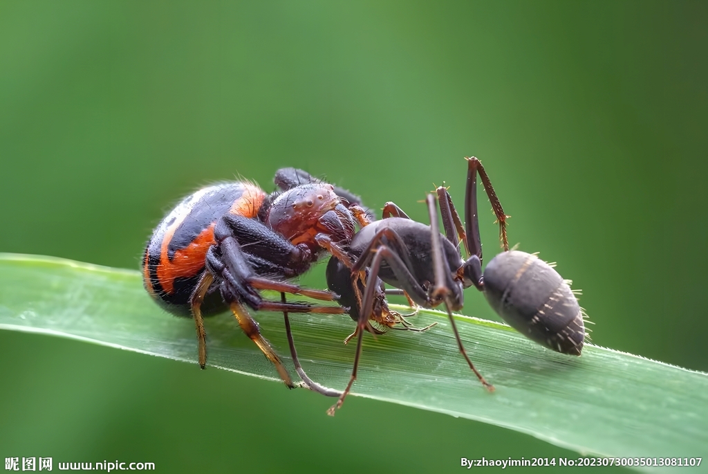 蜘蛛吃蚂蚁