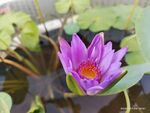 紫色金蓮