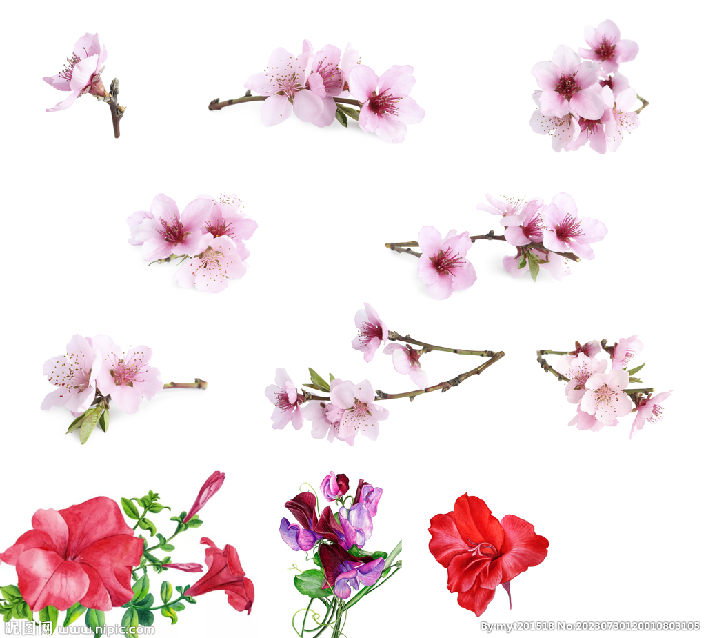 百合花
