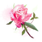花卉之玫瑰清新水彩手绘元素