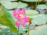 雨后荷花