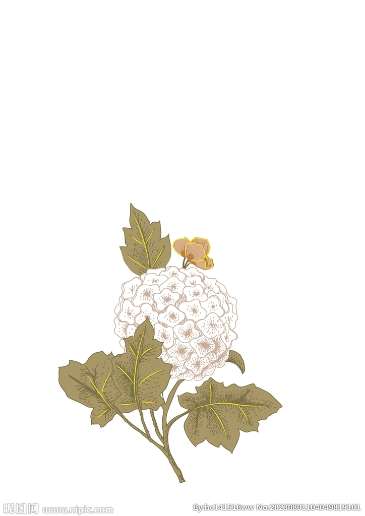 繡球花