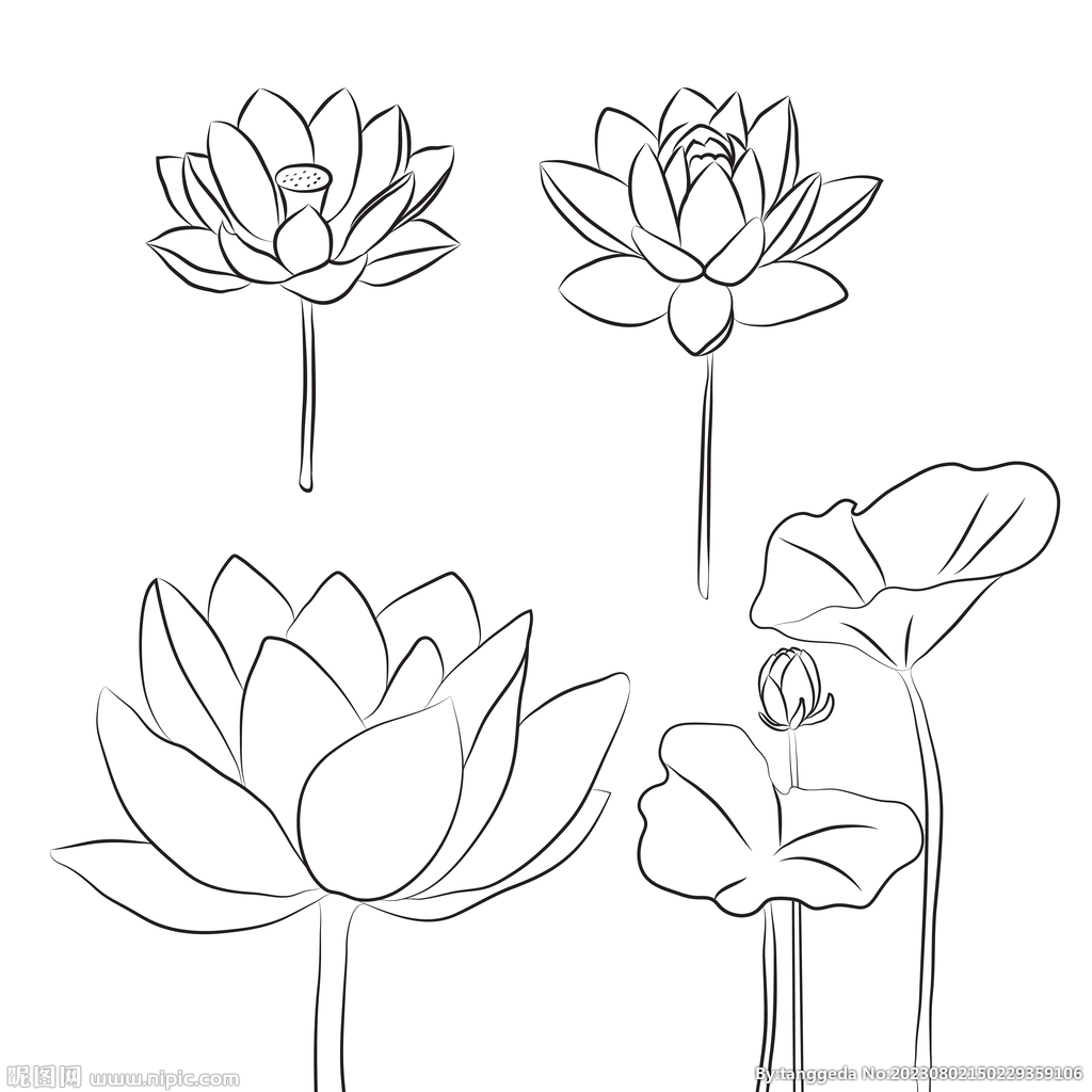 蓮花