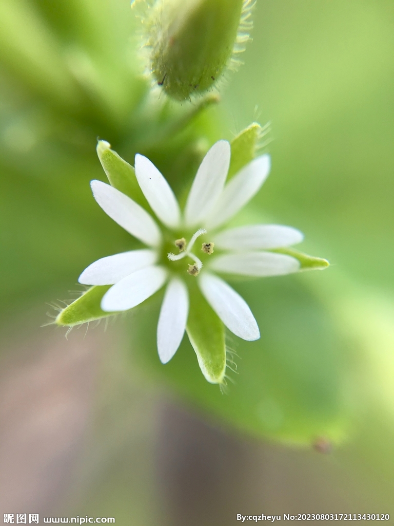 鵝腸菜