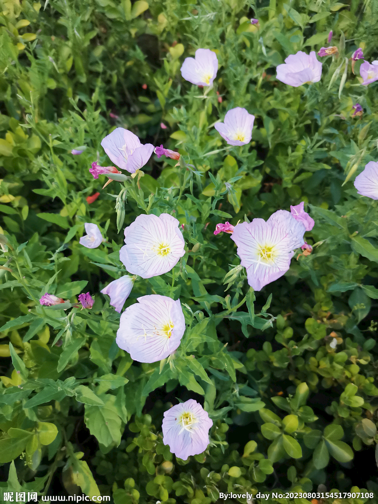月見草
