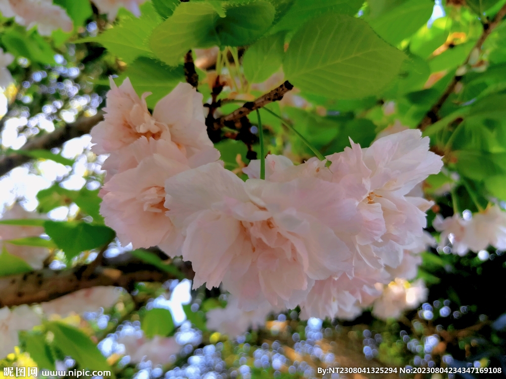 櫻花
