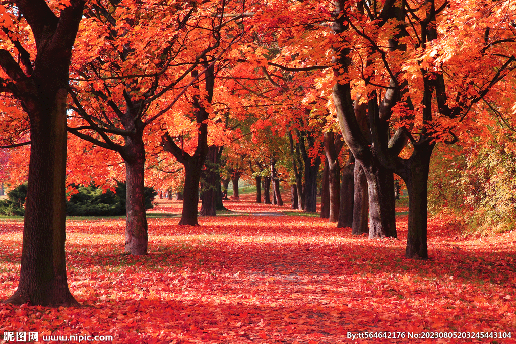 紅楓葉