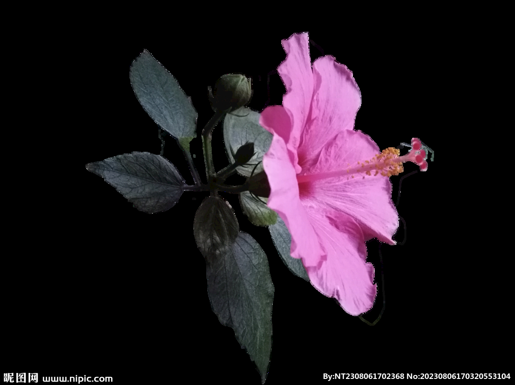 紅花