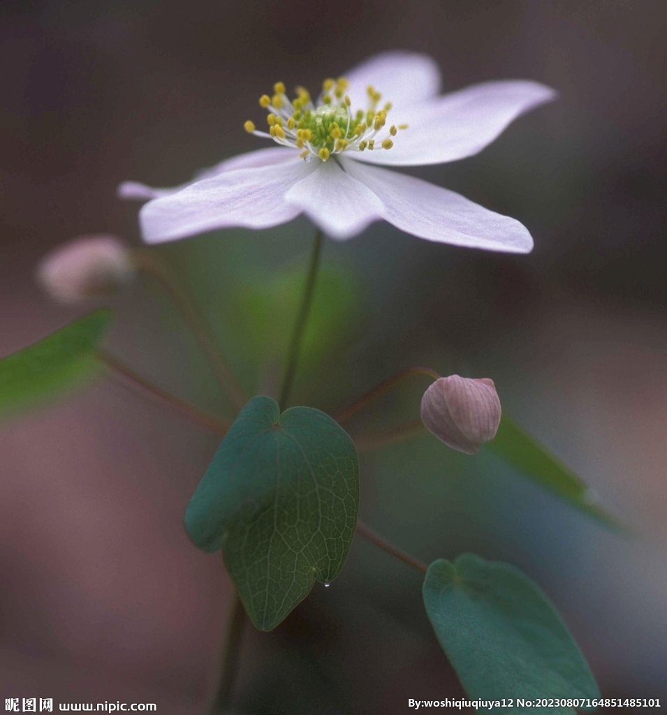 粉色小花