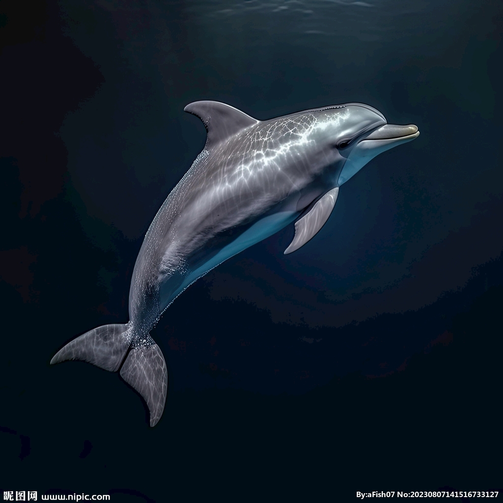 海豚