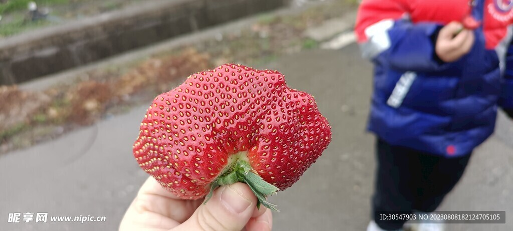 草莓 