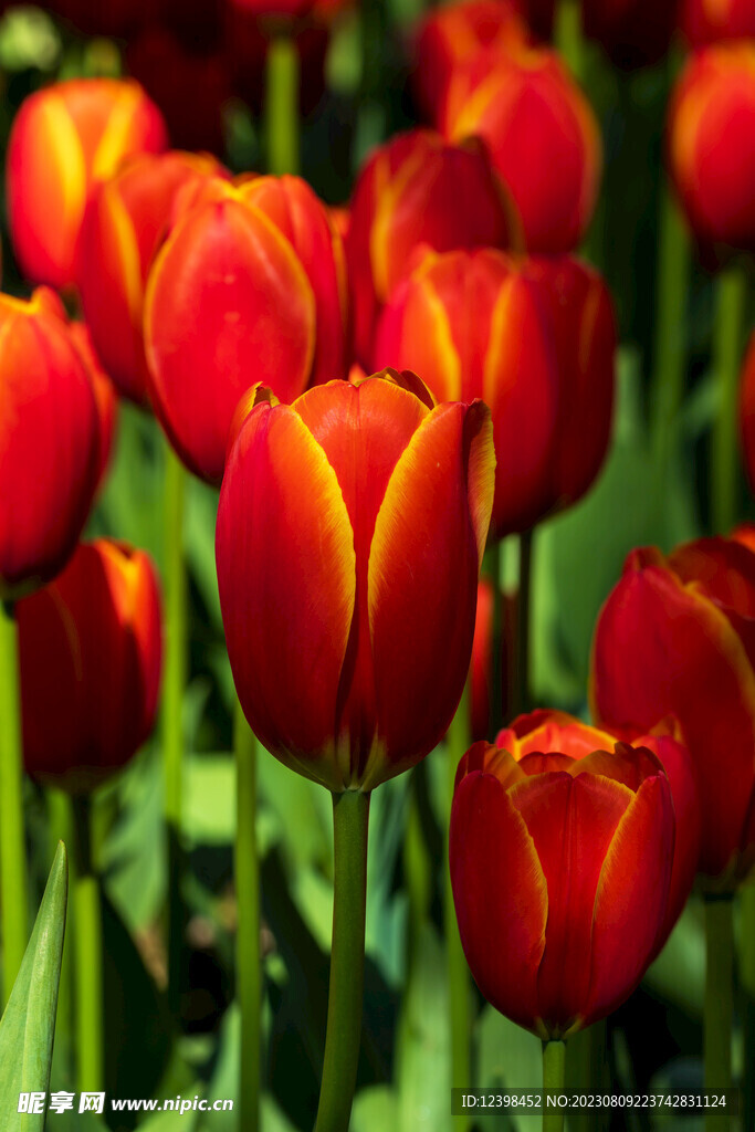郁金香鮮花