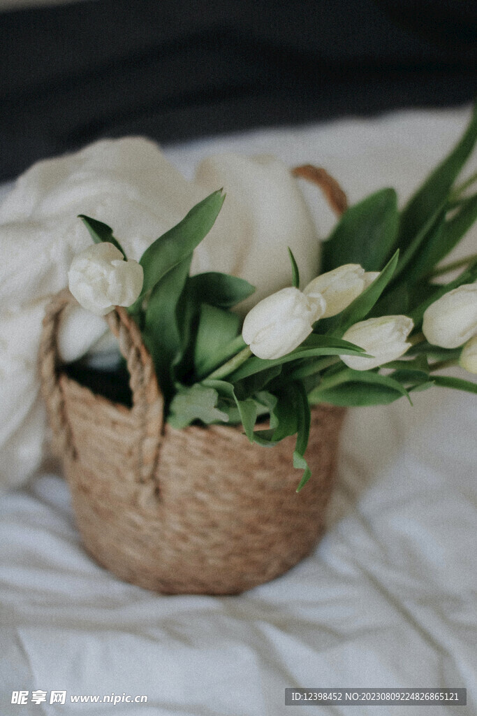 郁金香鮮花
