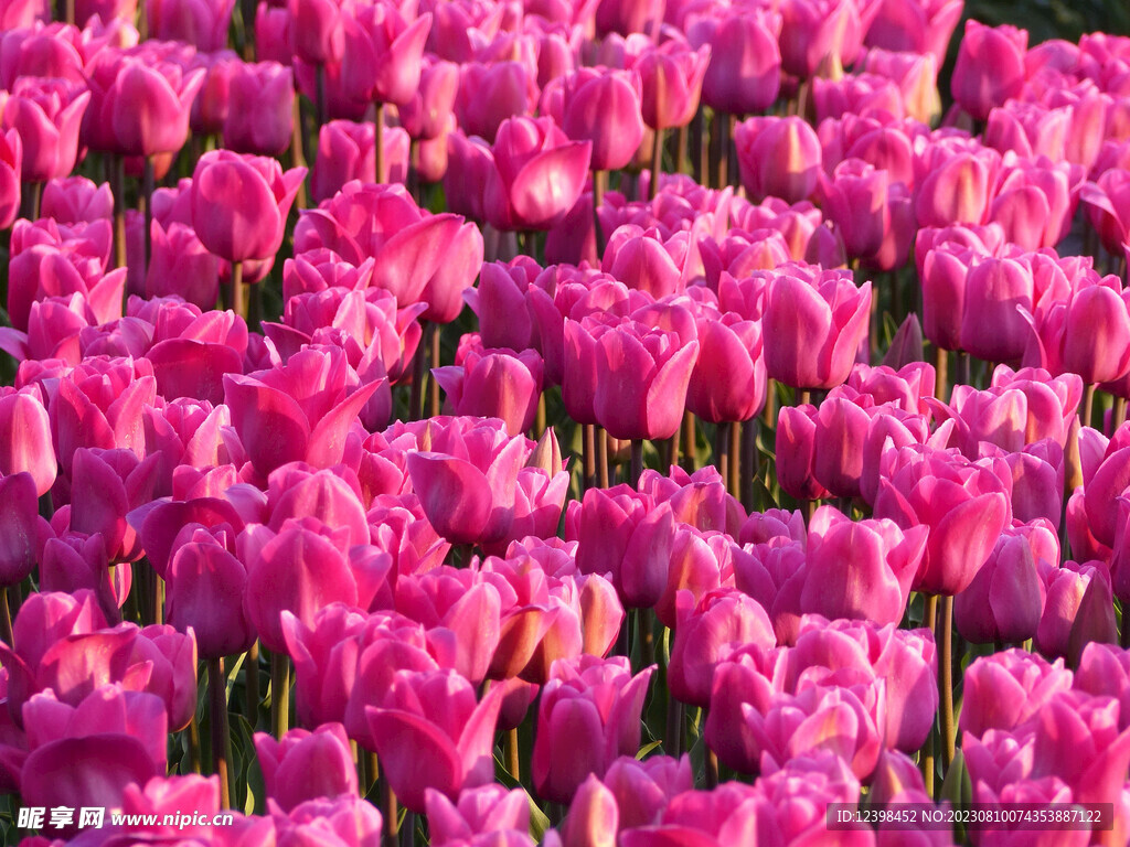 郁金香鮮花