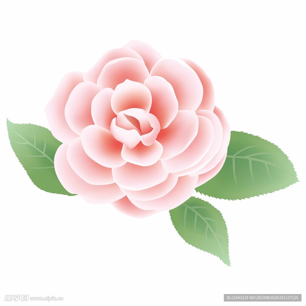 粉花