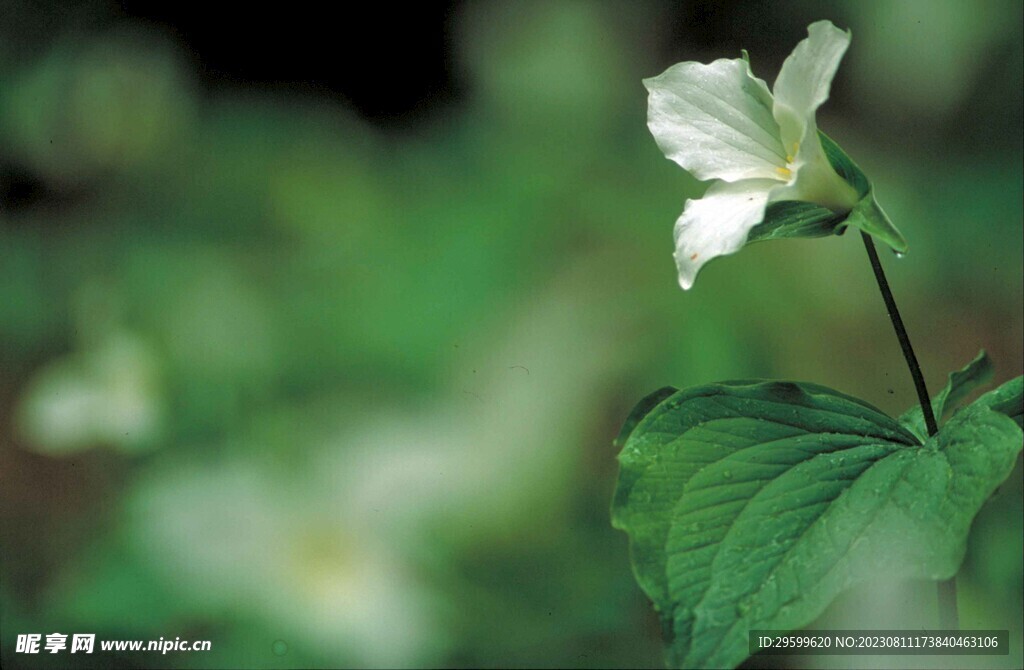 延齡草