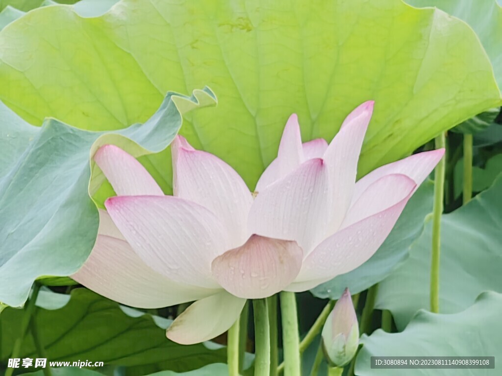 荷花