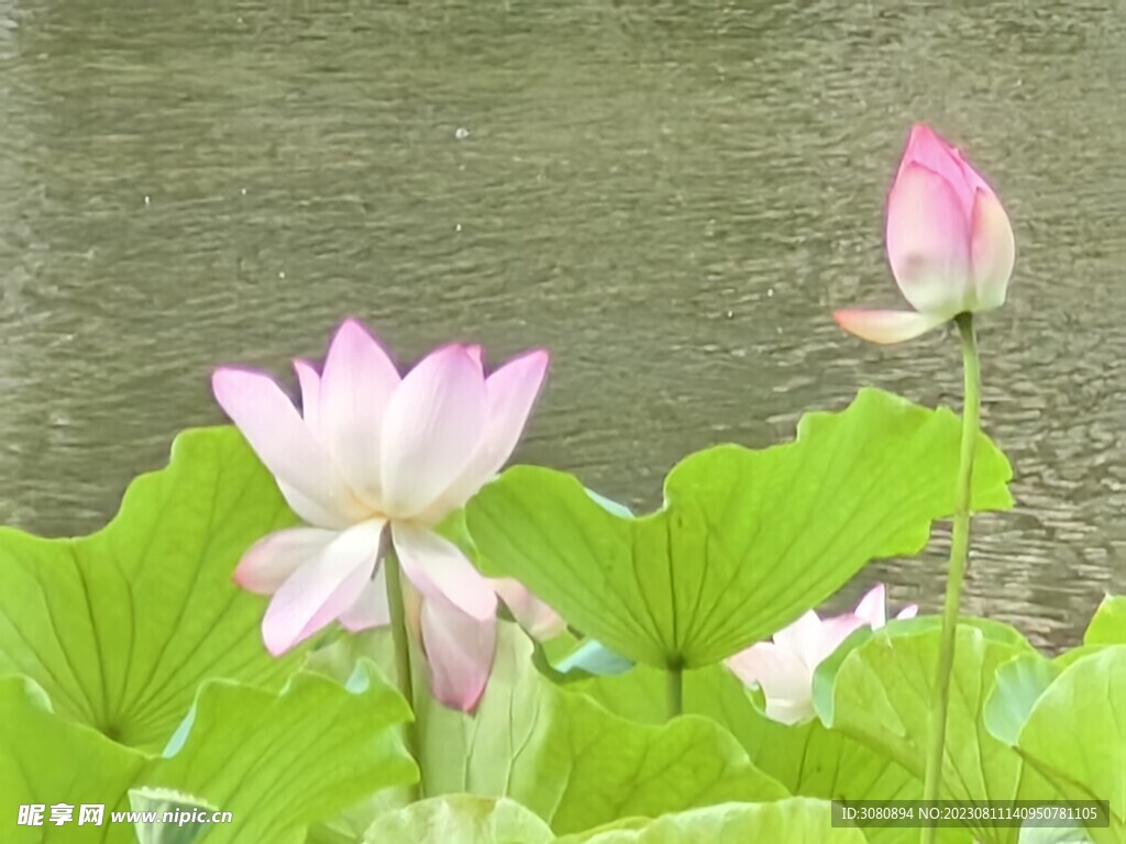 荷花