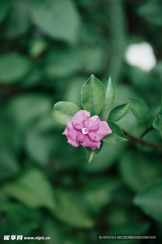 紫色的小花