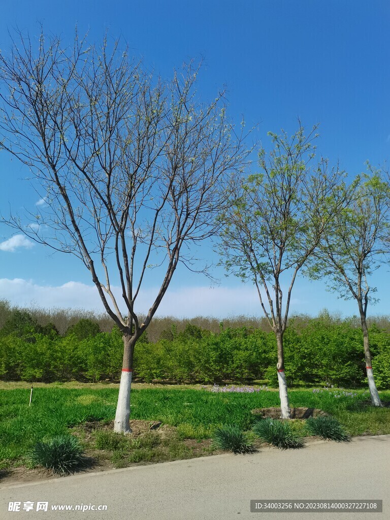 大馬路小樹藍天