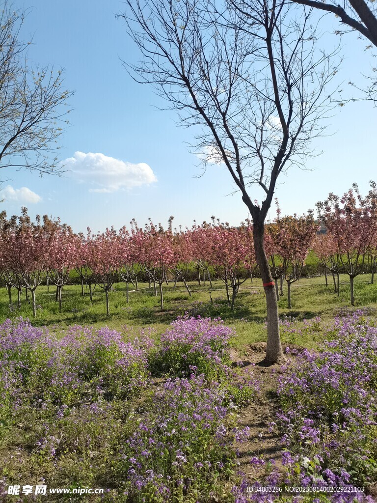 樹木風(fēng)景草地藍(lán)天