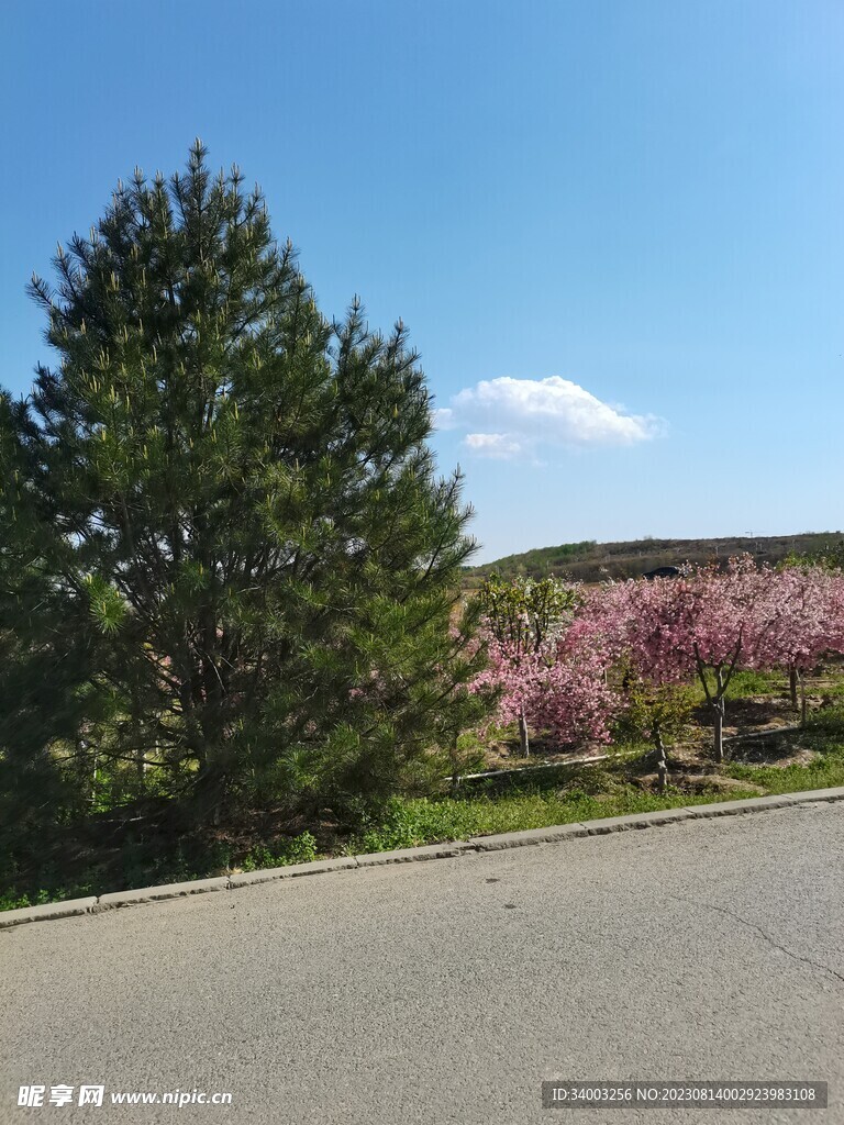 馬路樹木藍天