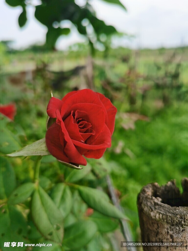 玫瑰