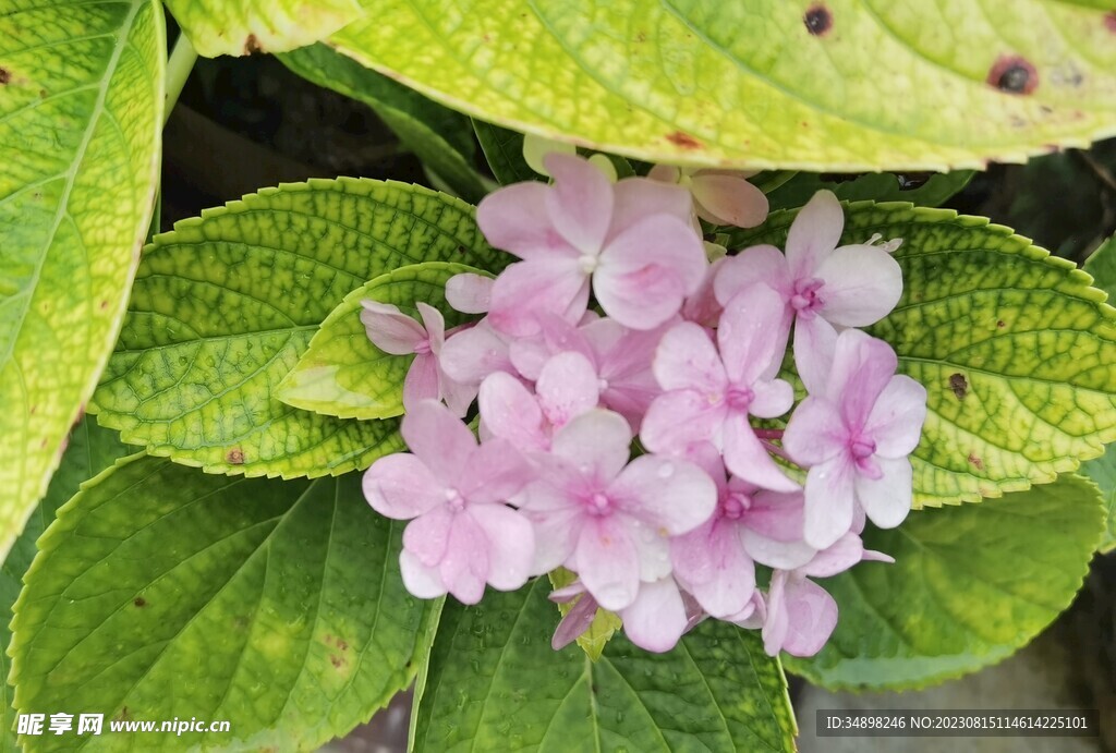 繡球花