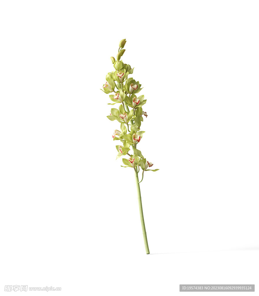  花朵植物 