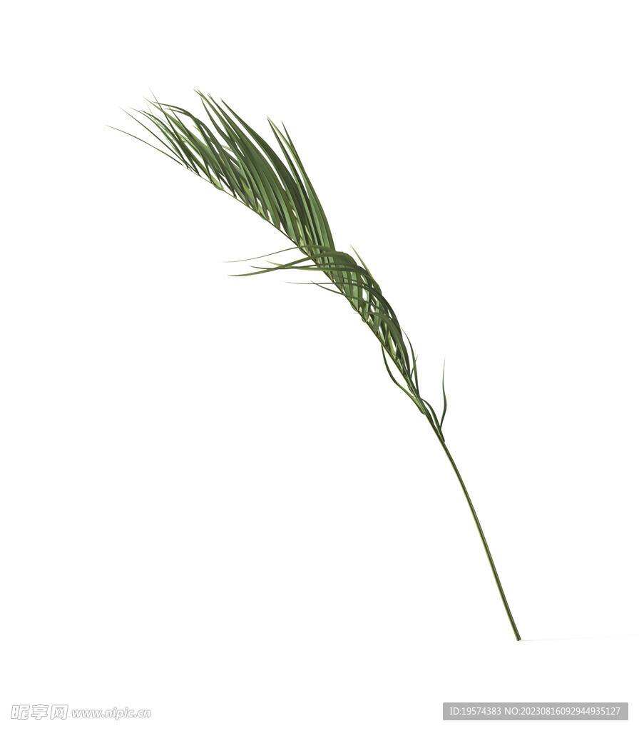  葉子植物  