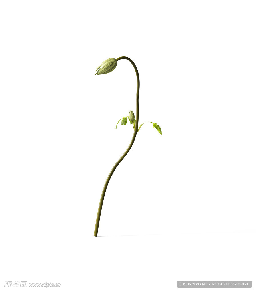   花朵植物  