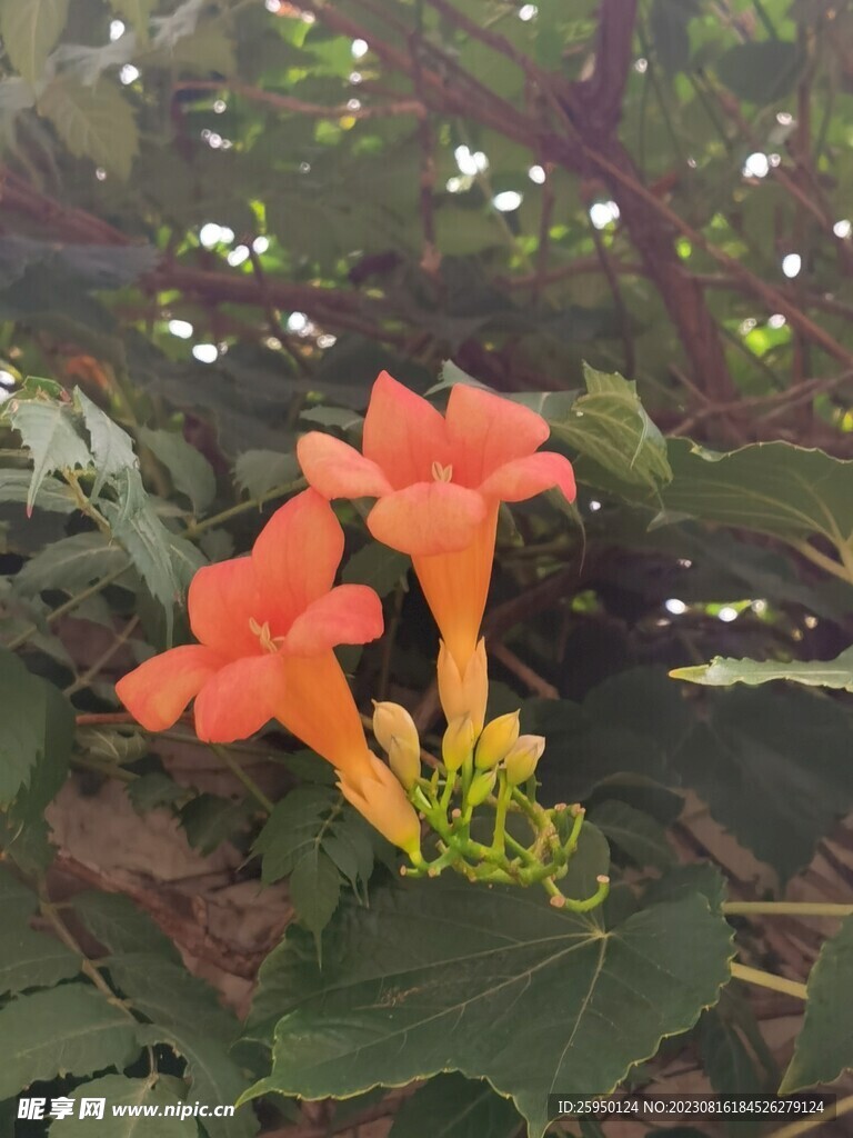 凌霄