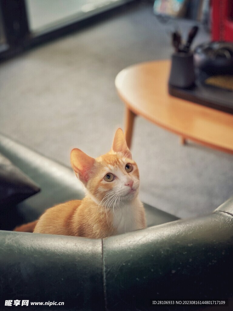 貓咪
