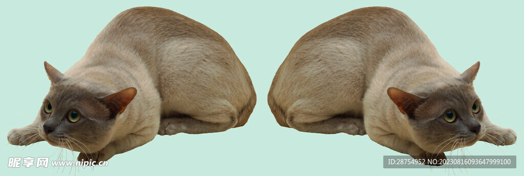 貓咪