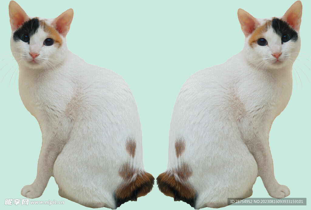 貓咪
