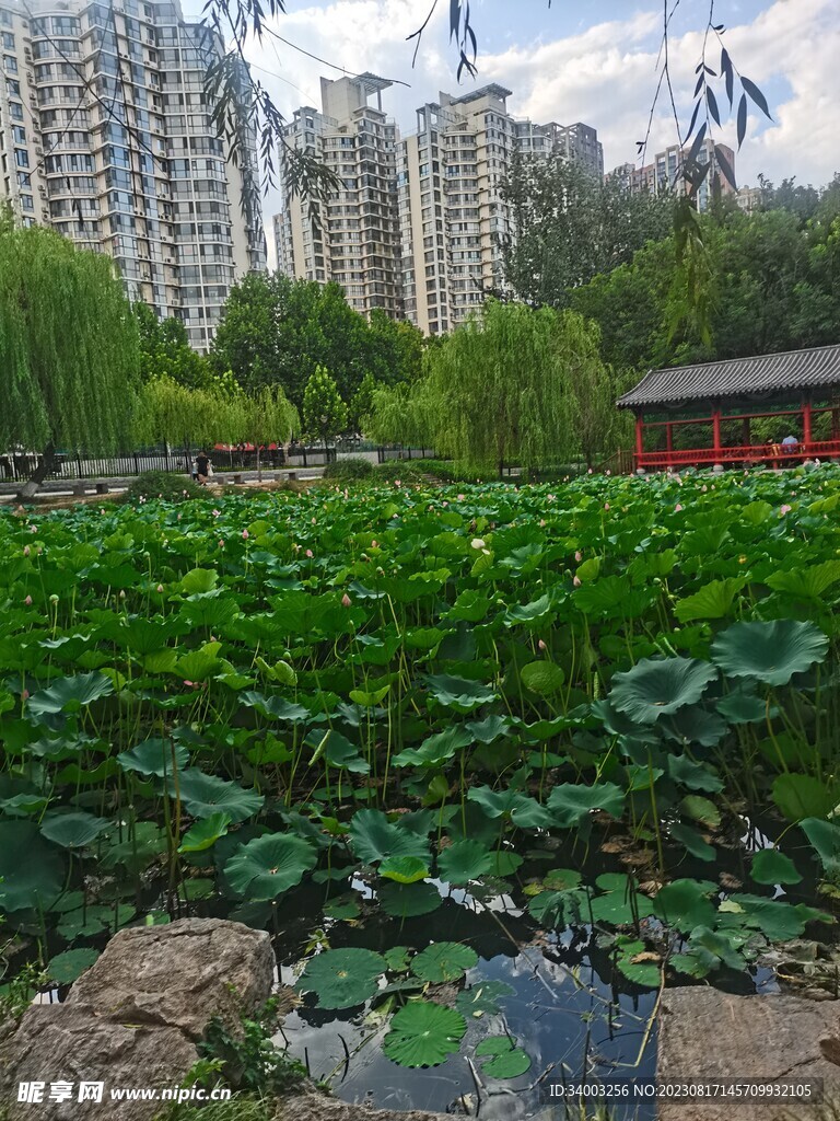 公園荷花