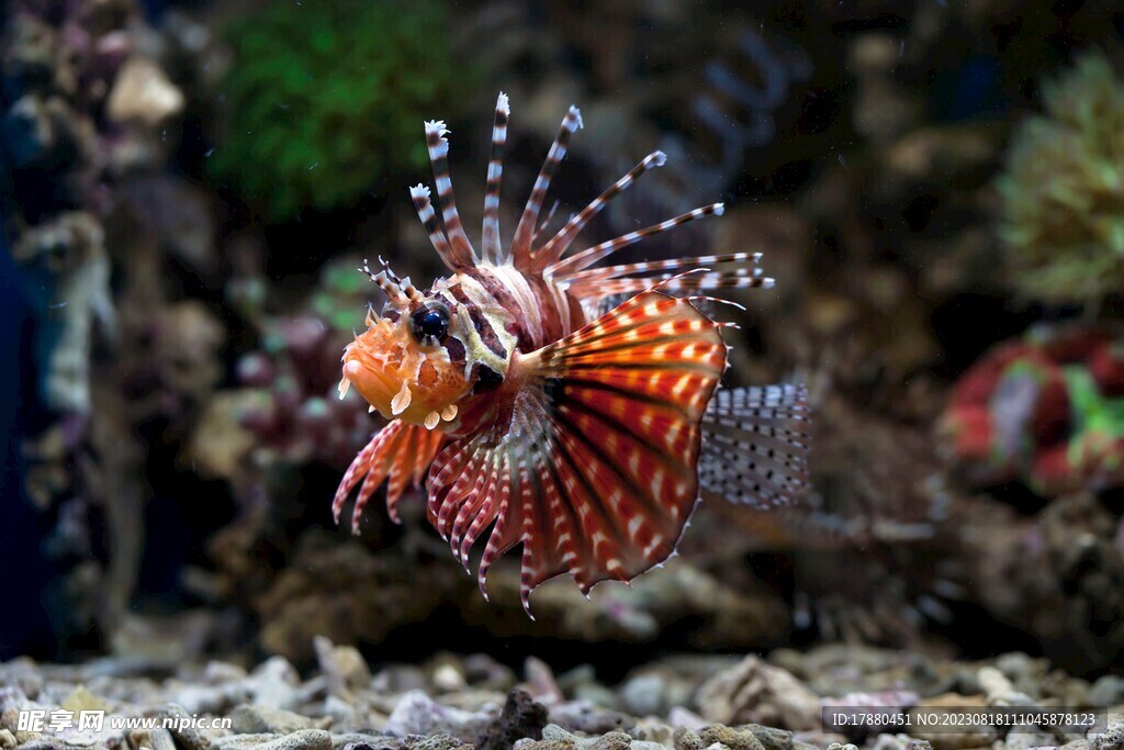 長須獅子魚