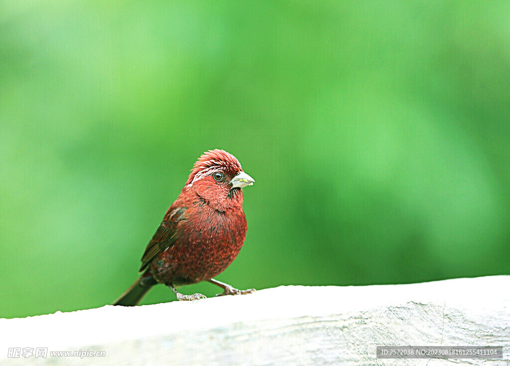 朱雀鳥圖