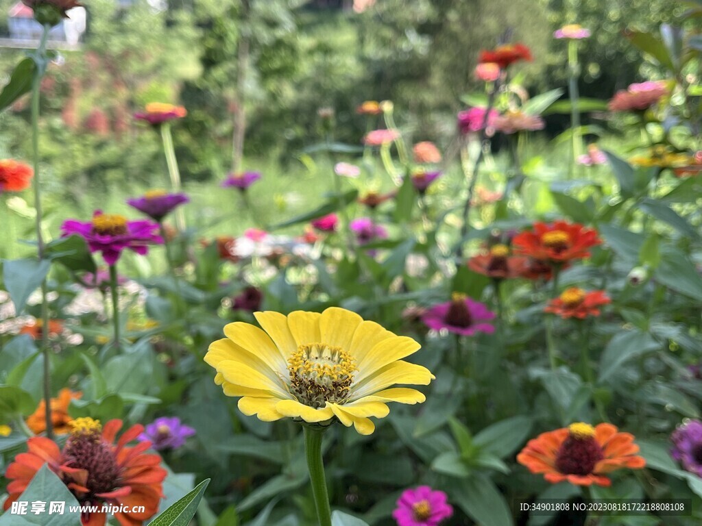 太陽花