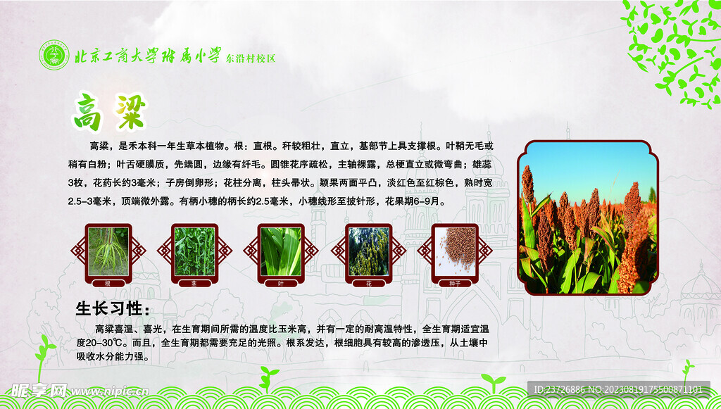 高粱
