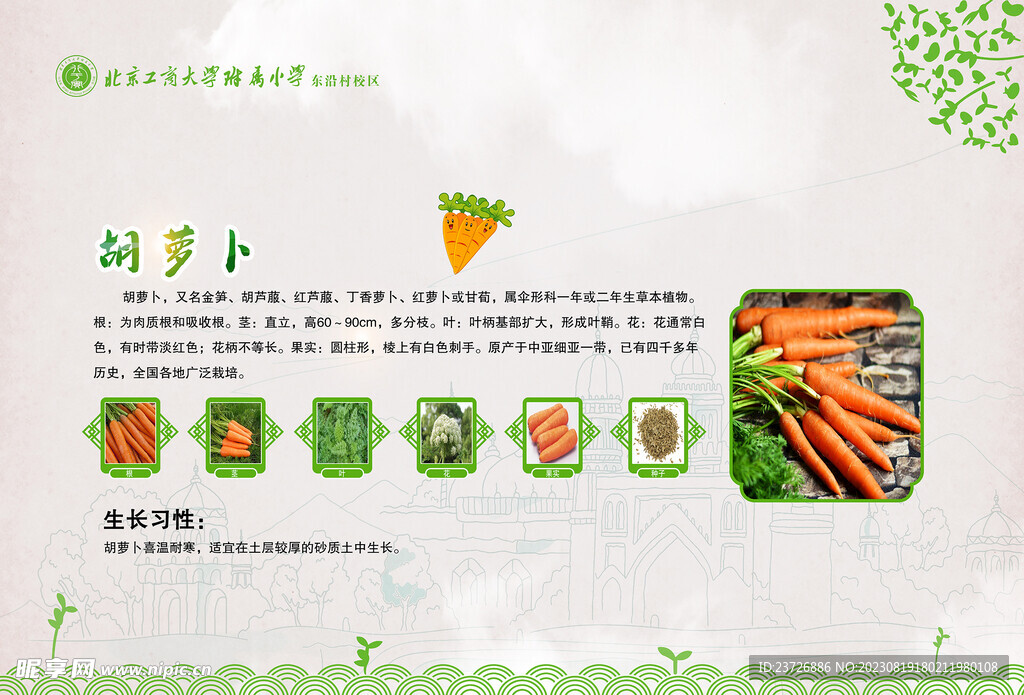 胡蘿卜