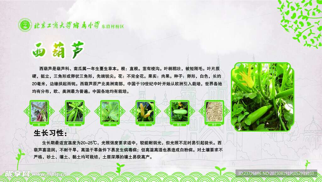 西葫蘆