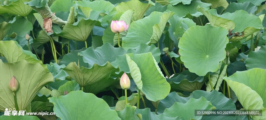 荷花