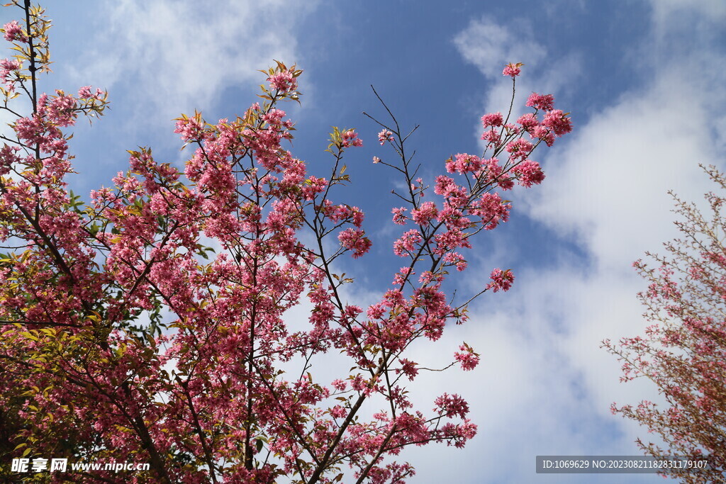 櫻花