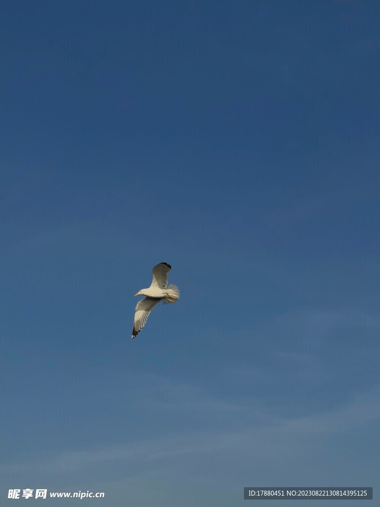 海鸥