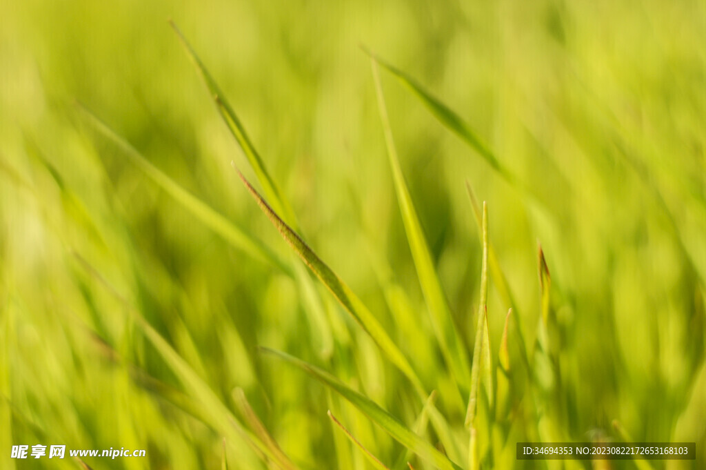 小草