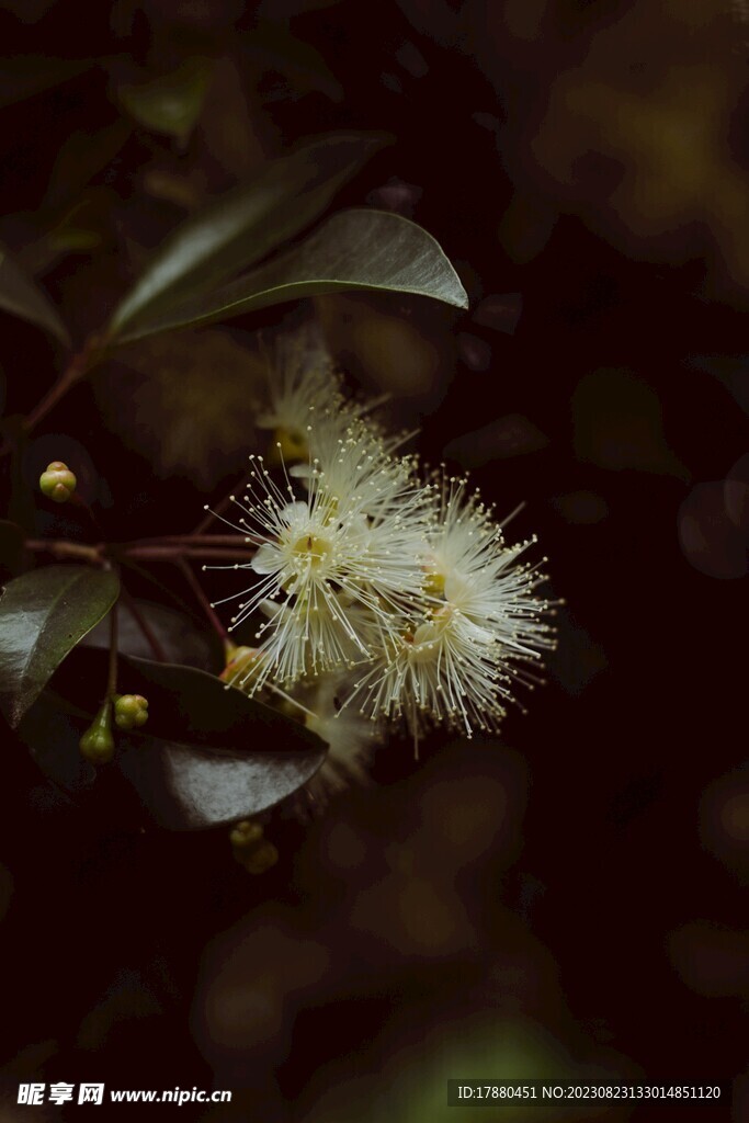 蒲桃